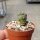 Weingartia fidaiana ssp. amerhauseri