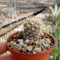 Weingartia pucarensis HJ 1201