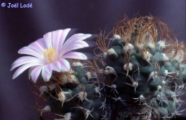 Turbinicarpus pseudomacrochele San Lorenzo CITES, not outside EU