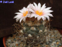 Turbinicarpus pseudomacrochele San Lorenzo CITES, not...