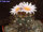 Turbinicarpus pseudomacrochele San Lorenzo CITES, not outside EU