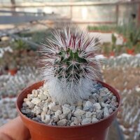 Echinocereus viridiflorus v. canus