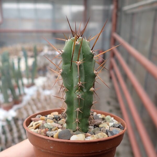 Trichocereus peruvianus KK 1688