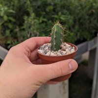 Trichocereus peruvianus KK 1688