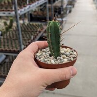 Trichocereus peruvianus KK 1688