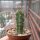 Trichocereus peruvianus KK 1688