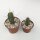 Trichocereus peruvianus KK 1688