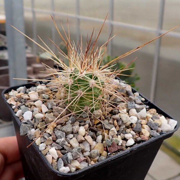 Echinocereus coccineus v. rosei Flores Magón, Chihuahua, mexiko (dw)