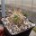 Echinocereus coccineus v. rosei Flores Magón, Chihuahua, mexiko (dw)