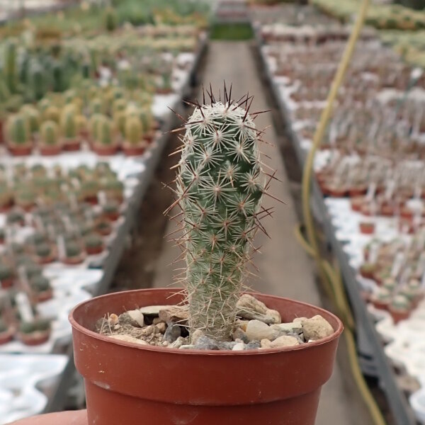 Neolloydia conoidea SB 596