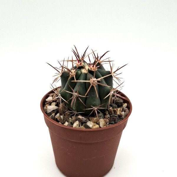 Ferocactus rectispinus X F. santa-maria