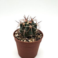 Ferocactus rectispinus X F. santa-maria