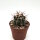 Ferocactus rectispinus X F. santa-maria