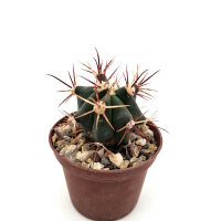 Ferocactus emoryi ssp. rectispinus X F.gracilis
