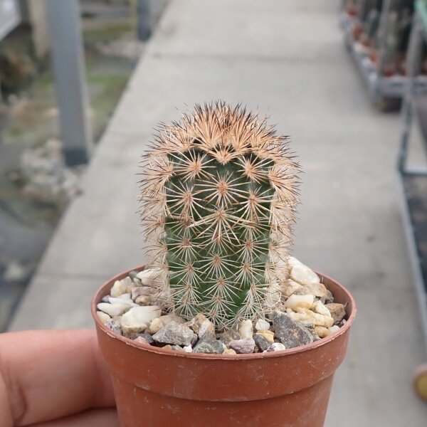 Echinocereus reichenbachii v. fitchii (dw)