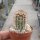 Echinocereus reichenbachii v. fitchii (dw)