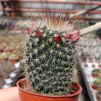 Mammillaria spinosissima ssp. tepoxtlana