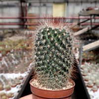 Mammillaria spinosissima ssp. tepoxtlana