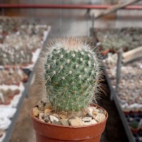 Mammillaria spinosissima ssp. tepoxtlana