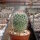 Mammillaria spinosissima ssp. tepoxtlana