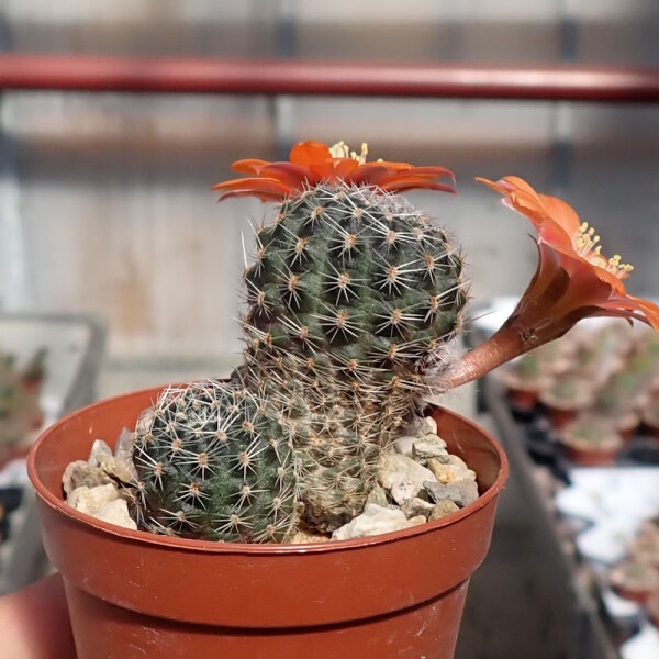 Rebutia haagei v. elegantula