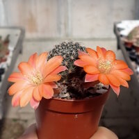 Rebutia haagei v. elegantula