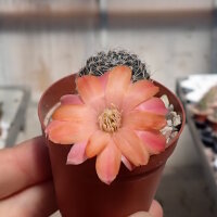 Rebutia haagei v. elegantula