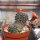 Rebutia haagei v. elegantula