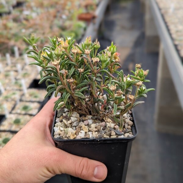 Delosperma bosseranum Madagascar