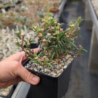 Delosperma bosseranum Madagascar
