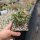 Delosperma bosseranum Madagascar