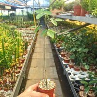 Commiphora holtziana Sagalla