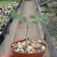 Boswellia sacra Oman