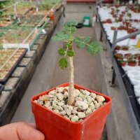 Boswellia sacra Oman