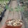 Boswellia sacra Oman