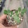 Boswellia sacra Oman