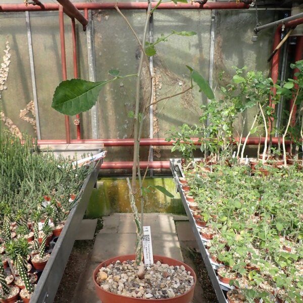 Commiphora africana v. glaucidula Maktau