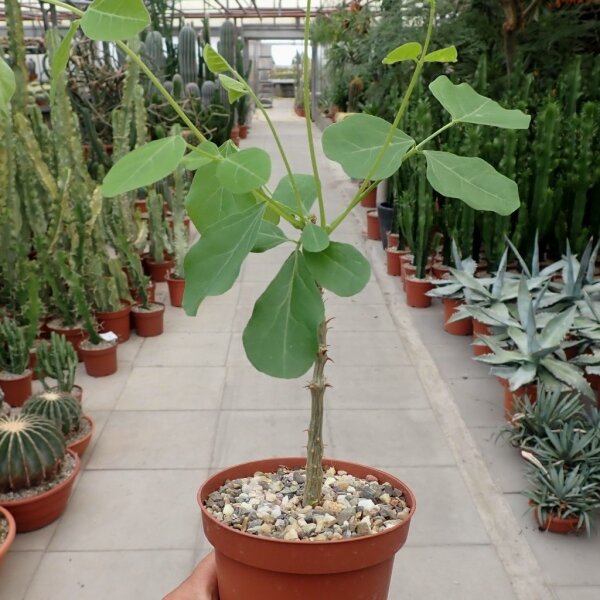 Erythrina melanacantha Nyambeni