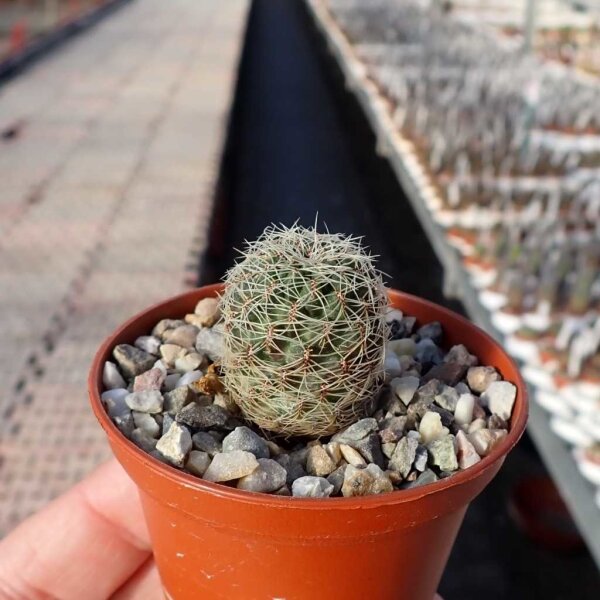 Sulcorebutia veronicae L 1170