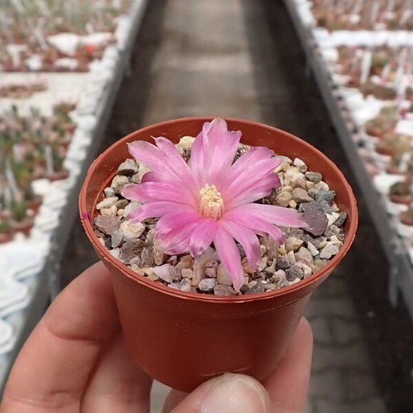 Sulcorebutia fischeriana VS 462