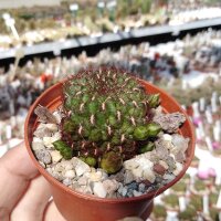 Sulcorebutia fischeriana VS 462