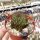 Sulcorebutia fischeriana VS 462