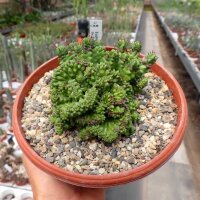 Euphorbia enopla cv. Emerald cristata