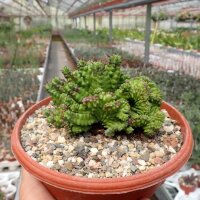 Euphorbia enopla cv. Emerald cristata