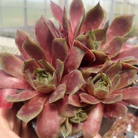 Sempervivum cv. Big Martin (dw)