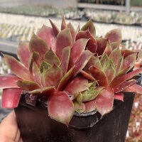 Sempervivum cv. Big Martin (dw)