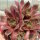 Sempervivum cv. Big Martin (dw)