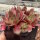 Sempervivum cv. Big Martin (dw)