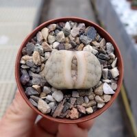 Lithops gracilidelineata ssp. gracilidelineata v....