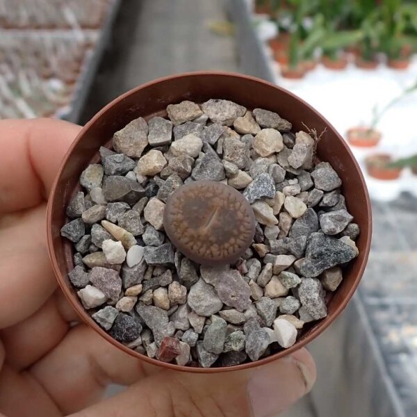 Lithops aucampiae ssp. aucampiae v. aucampiae  C 366